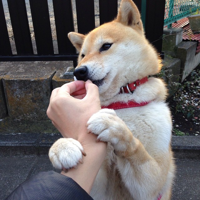 冬季两项：滑雪与射击的完美结合，滑雪和射击