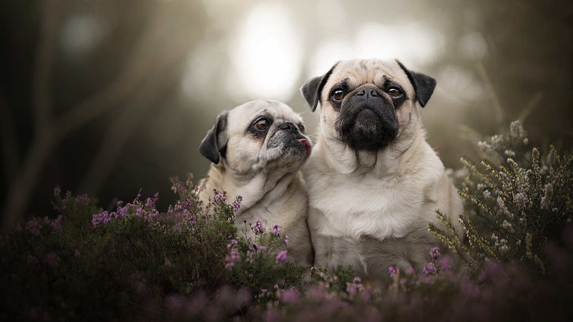 爱游戏官方-中国选手邓雅文在巴黎奥运会资格系列赛上海站小轮车自由式女子公园赛决赛中表现出色。